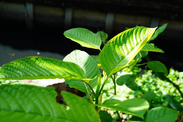 Kratom green leaf Fresh Kratom (Mitragyna speciosa) green leaf kratom stock pictures, royalty-free photos & images
