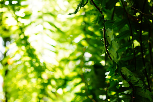 Close-up Beautiful green fern leaves foliage in green garden