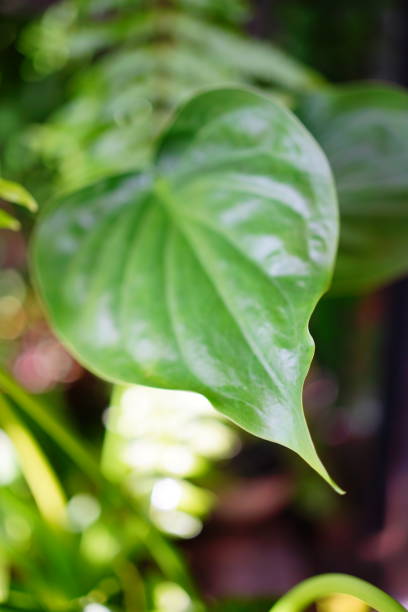 istock Ivory Coast almond green leaf 1405826133