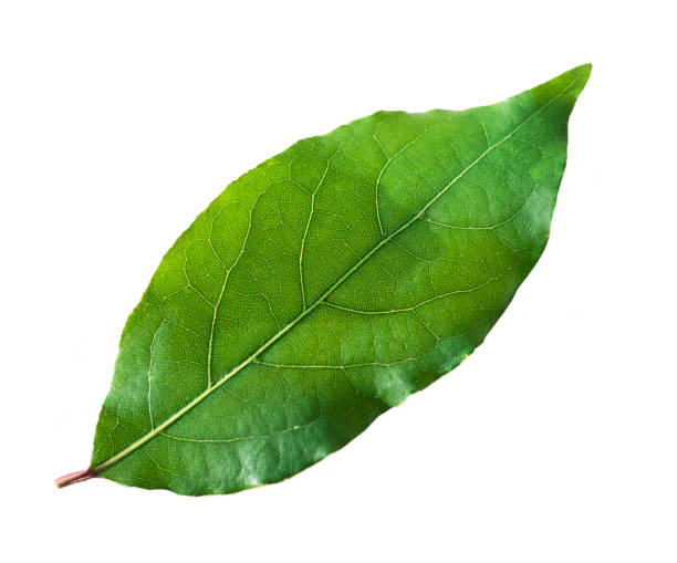 istock One laurel leaf isolated on a white background 1405826205