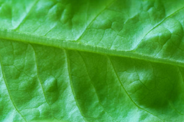 Texture of a green salad leaf