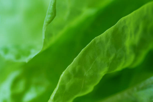 Texture of a green salad leaf
