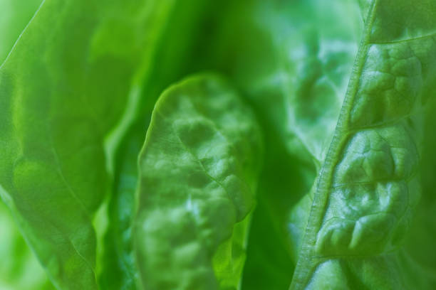 Texture of a green salad leaf
