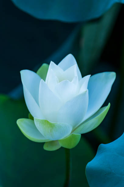 istock White lotus flower 1405826628