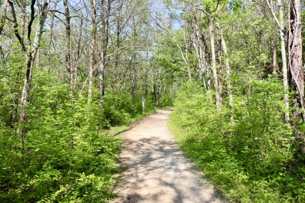 istock Hiking in the Woods 1405826692