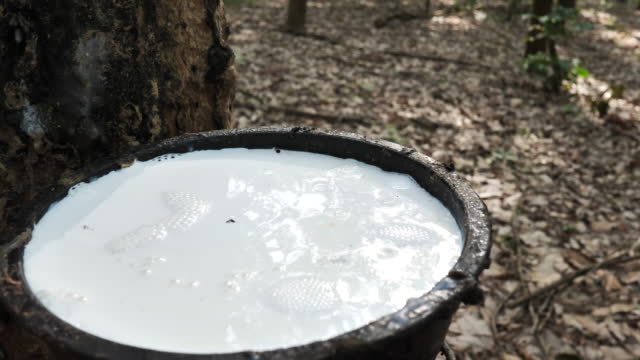 Thai agriculture in rubber plantations, production