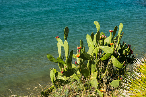 Blooming cacti on the coast against the backdrop of the Mediterranean Sea, Spain