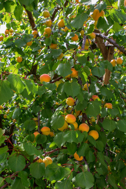 istock Harvest ripe apricots on the branches 1405829872