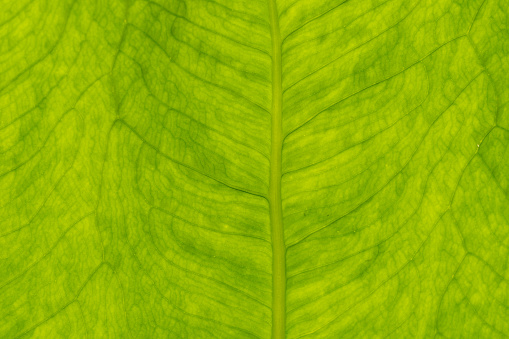 exotic leaf material