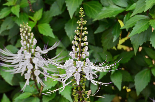 Orthosiphon aristatus Orthosiphon aristatus or Cat's whiskers is an annual erect herb in the family Lamiaceae. The leaves are green, pointed and serrated at the edges with pinnate veins. The flowers form clusters towering upwards, are white with glands, the veins and base of the hair are short and sparse, while at the top it is bald. Some parts of this plant are commonly used as medicine for certain diseases by local people. The common name of this plant is Java Tea, Kidneys tea plant, (Kumis kucing)-Indonesian. orthosiphon aristatus stock pictures, royalty-free photos & images