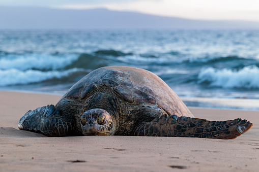 A sea turtle on the beach in Khei, Maui, Hawaii