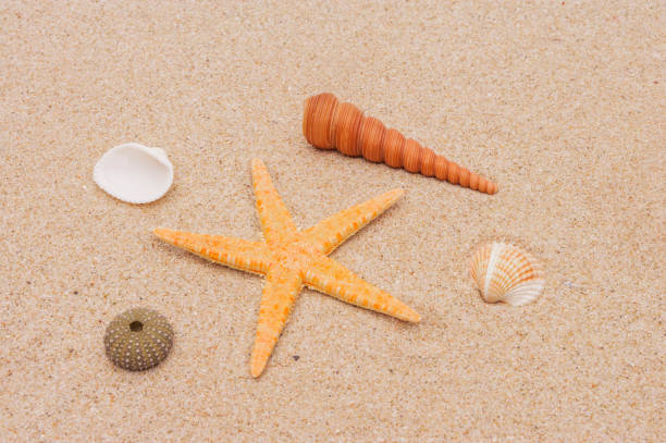 istock Shells and sea star on sandy beach 1405831155