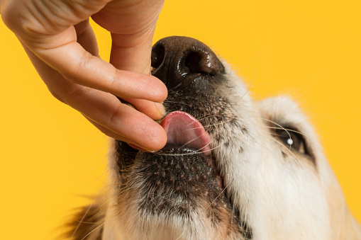 Human hand is giving food to golden retriever dog front of yellow background.