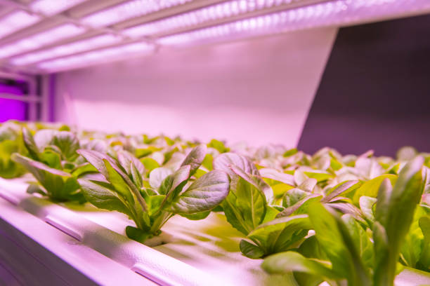 istock Greenhouse vegetables Plant with Led Light Indoor Farm Technology 1405833031