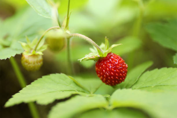 istock Wild strawberry with leaves, close-up. 1405833478