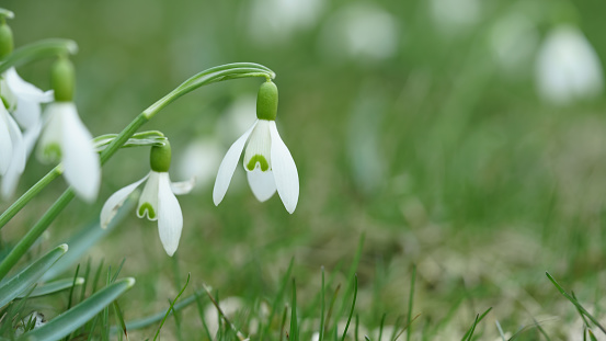 White fresh snowdrops flower ( Galanthus ) on green meadow in sunny garden . Easter spring background