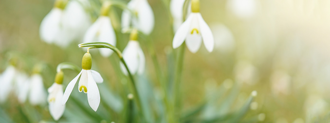 White fresh snowdrops flower ( Galanthus ) on green meadow in sunny garden . Easter spring background banner panorama