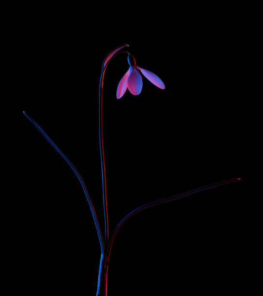 istock Snowdrop in pink and blue neon light isolated on black 1405835589