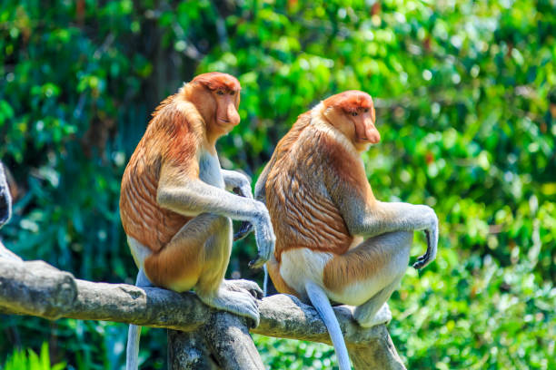 サルまたは鼻鼻腔炎 - monkey proboscis monkey malaysia island of borneo ストックフォトと画像
