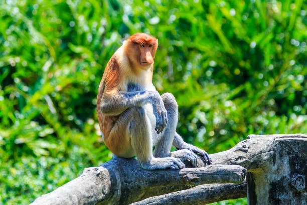 サルまたは鼻鼻腔炎 - monkey proboscis monkey malaysia island of borneo ストックフォトと画像