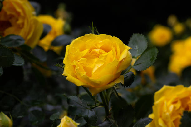 istock Yellow rose in the garden 1405835846