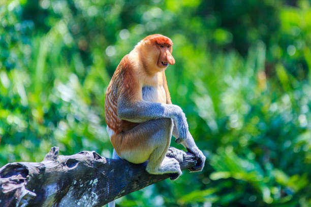 proboscis monkey or nasalis larvatus proboscis monkey or nasalis larvatus island of borneo stock pictures, royalty-free photos & images