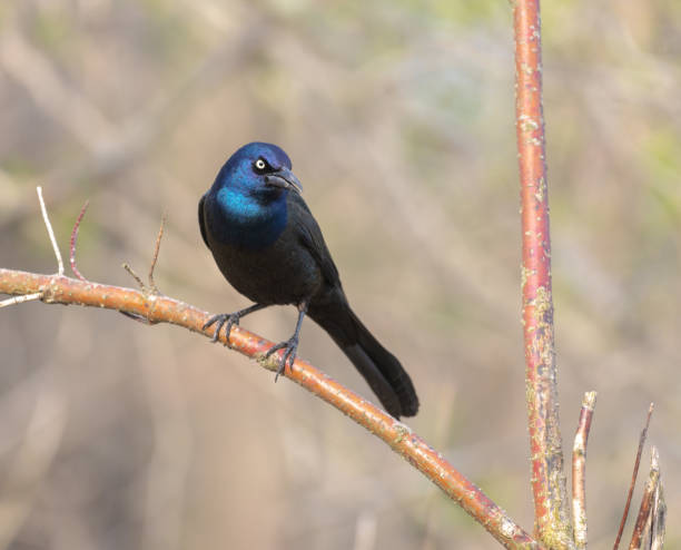 istock Bird resting on a branch in the park 1405836875