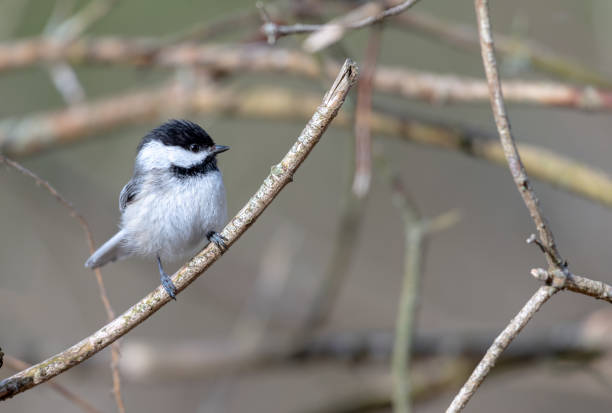 istock Chickadee resting on a branch in the park 1405836902