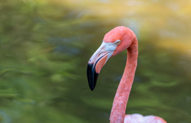 istock Pink flamingo in the pond 1405836974