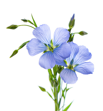 Flax flowers isolated on white background. Bouquet of blue common flax, linseed or linum usitatissimum