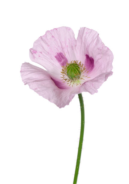 poppy flower isolated on white background. single pink opium poppy. papaver somniferum. clipping path. - poppy purple flower close up imagens e fotografias de stock