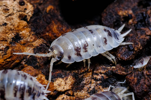 istock Isopod - Dairy Cow, On the bark in the deep forest, macro shot isopods. 1405837128