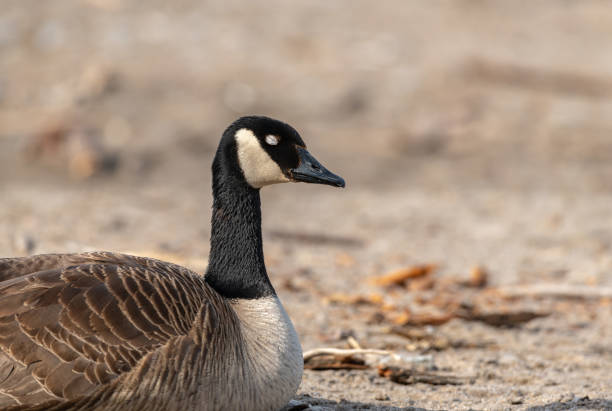 istock Sleeping canadian goose in the park 1405837156