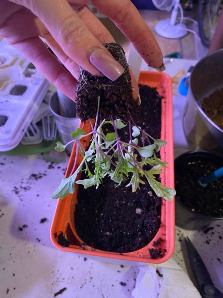 istock Transplanting Mizuna Seedlings 1405837269