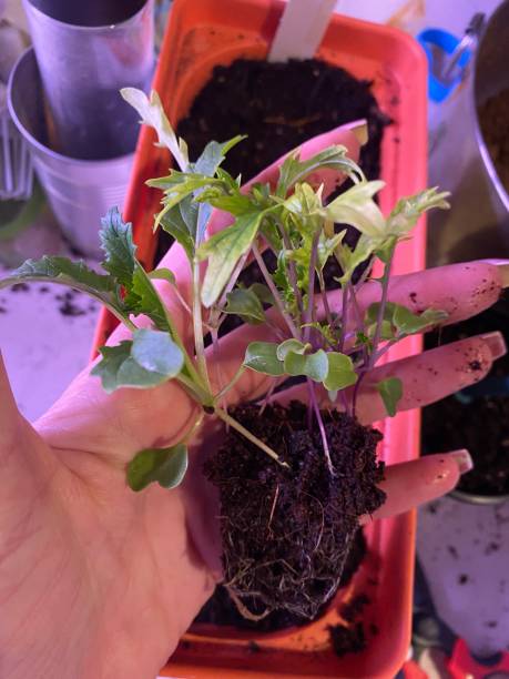istock Transplanting Mizuna Seedlings 1405837293