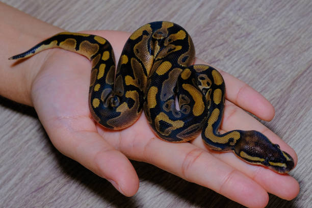 istock Snake on hand.Ball python (python regius). exotic pets or animals and wildlife concept 1405838820