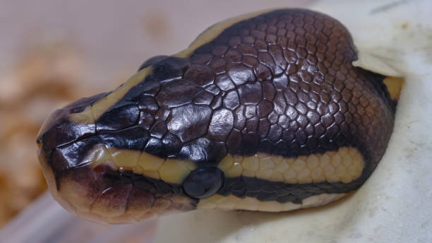istock Snake on hand.Ball python (python regius). exotic pets or animals and wildlife concept 1405838904