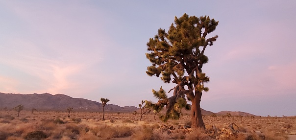 This is a horizontal color photograph of a pink sky at sunset in Joshua Tree National Park in California, USA at dusk in spring time.