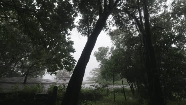 Monsoon Rain in the Rainforest