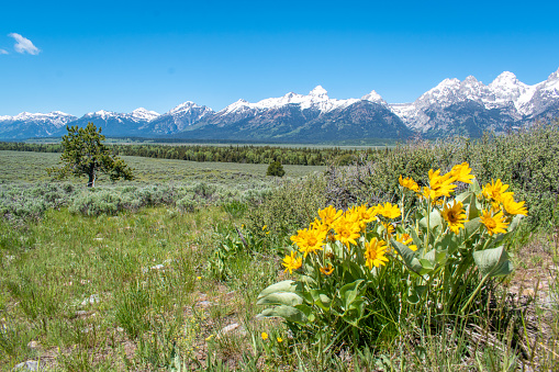 Grand Teton Mountain Range and Yellow Flowers