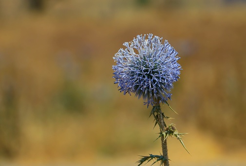 Milk thistle herb before blooming. Close up.