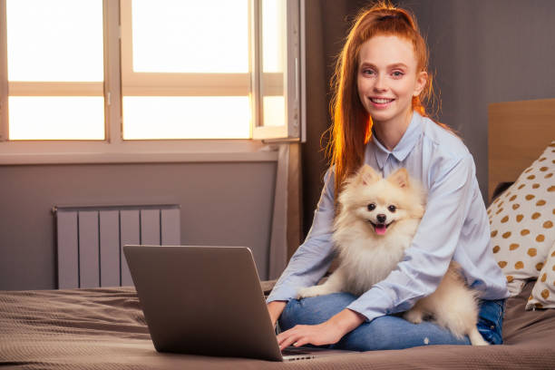 istock redhaired ginger woman useing laptop , fluffy spitz sitting on her knees sunset light from window background 1405841557