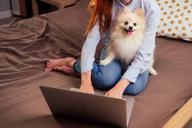 istock redhaired ginger woman useing laptop , fluffy spitz sitting on her knees sunset light from window background 1405841565