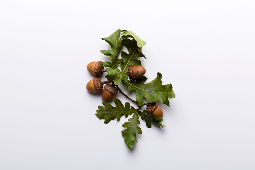 Branch with green oak tree leaves and acorns on colored background, close up top view.