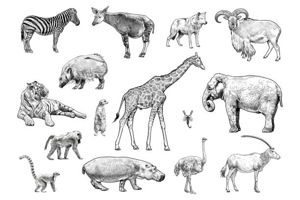 zestaw rysunków wektorowych różnych zwierząt - lemur stock illustrations