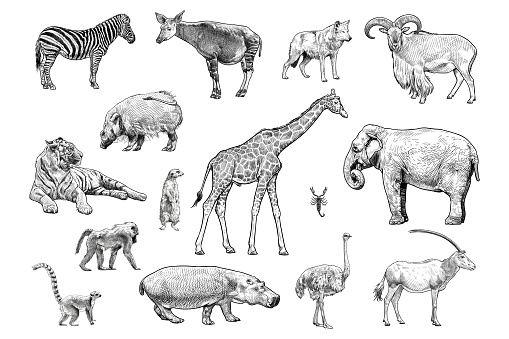 Set of vector drawings of various animals