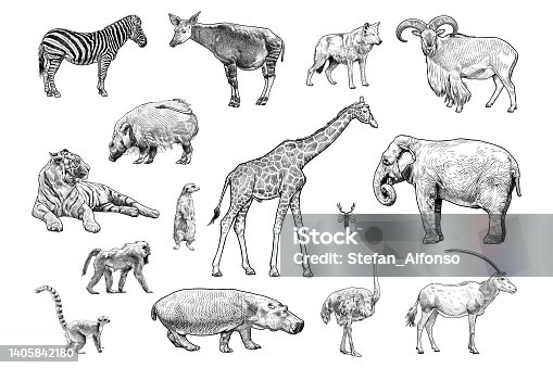 istock Set of vector drawings of various animals 1405842180