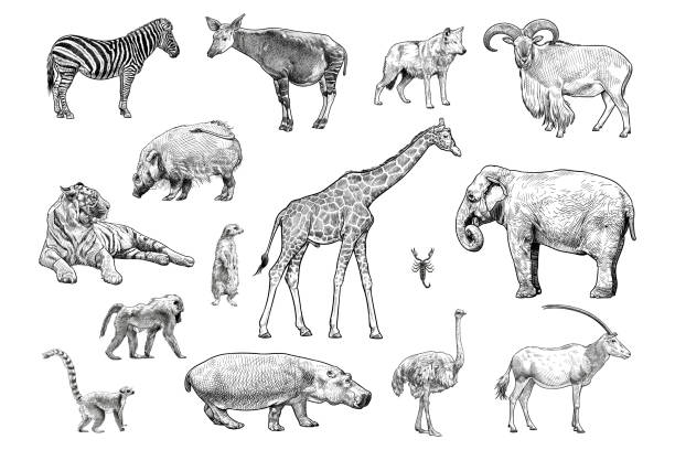 Set of vector drawings of various animals Hand drawn illustration of zebra, okapi, wolf, barbary sheep, red river hog, tiger, meerkat, baboon, giraffe, scorpion, elephant, lemur, hippo, ostrich and scimitar oryx. wildlife illustrations stock illustrations