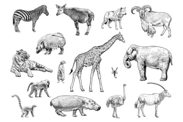 Vector illustration of Set of vector drawings of various animals