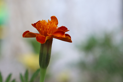 Macro closeup of an orange lily in a garden and the pollen clinging to the center in the summer.